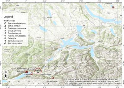 Water status and macronutrient concentrations, but not carbon status, of Viscum album ssp. album are determined by its hosts: a study across nine mistletoe–host pairs in central Switzerland